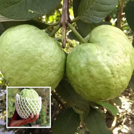 Hybrid Thai Kg Guava Plant (Pack Of-1 )