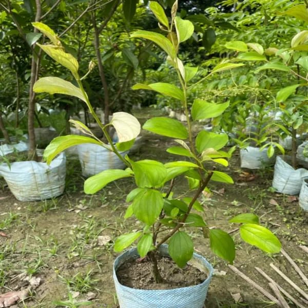 Thai Kashmiri Apple Ber Fruit Plant (Hybrid & Grafting) Pack Of-1