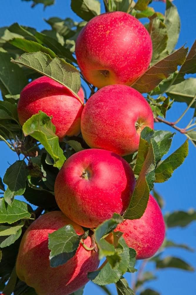 HRMN-99 Hybrid Grafting Apple Plant (Pack Of 1)
