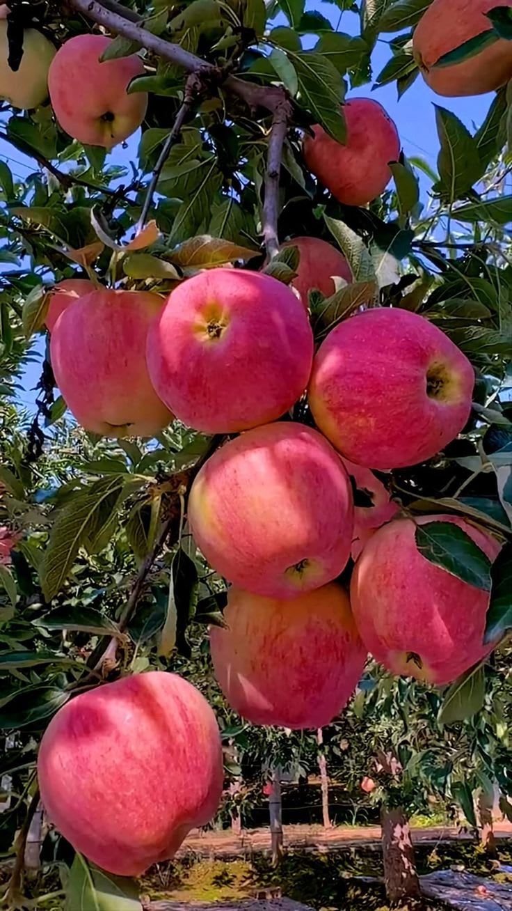 HRMN-99 Hybrid Grafting Apple Plant (Pack Of 1)