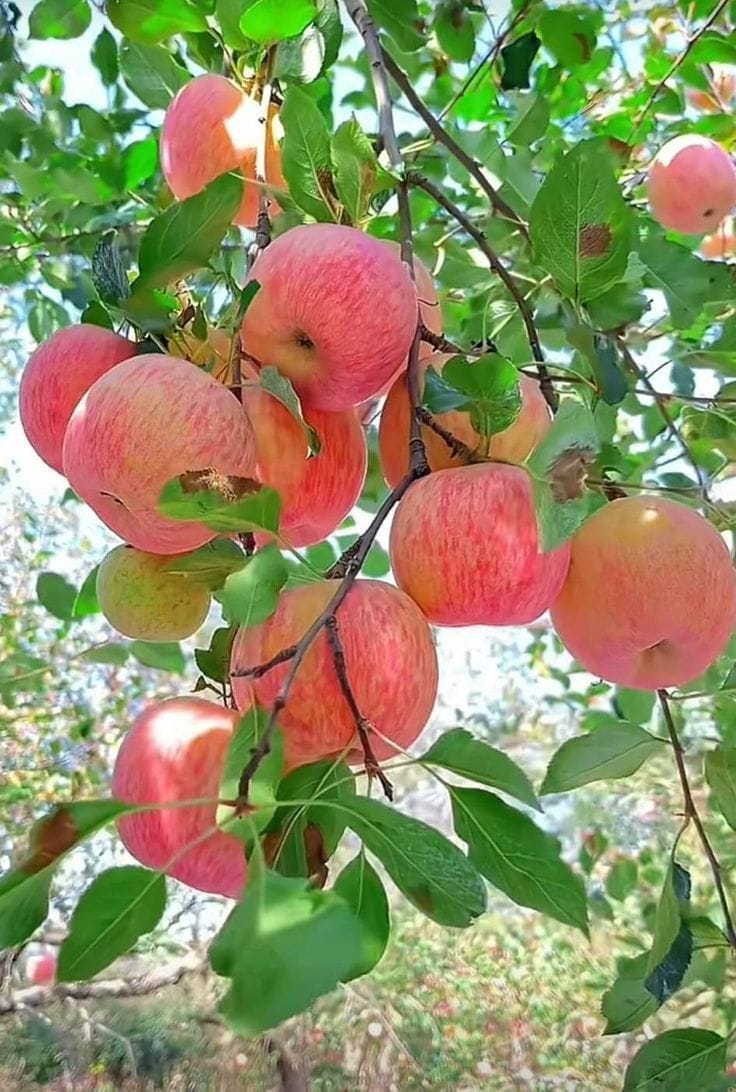 HRMN-99 Seedling Hybrid Apple Plant 🍎🍎🍎 (Pack Of 1)
