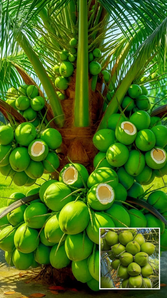 Hybrid Kerala Coconut Plant 🥥 (Pack Of 1)