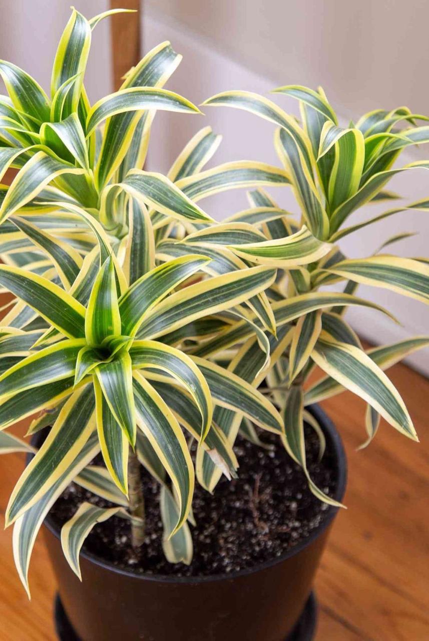Song Of India Plant ( Pack Of-1 )
