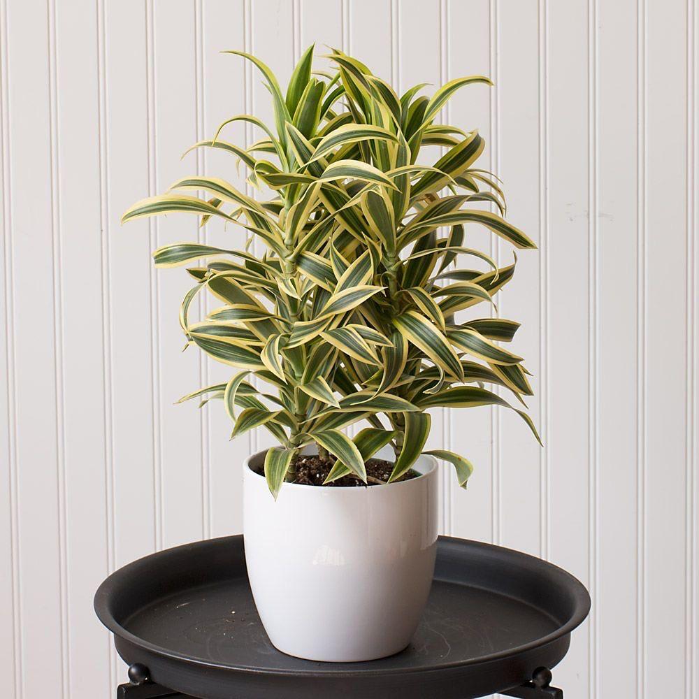 Song Of India Plant ( Pack Of-1 )