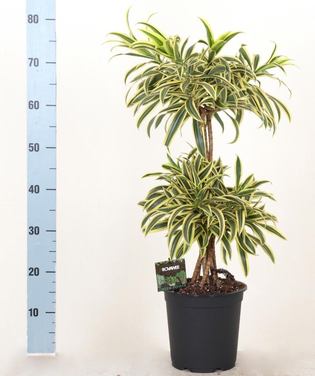 Song Of India Plant ( Pack Of-1 )
