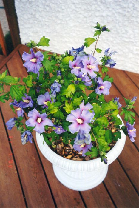 Hibiscus (BlueBard) Plant  (Pack Of 1)