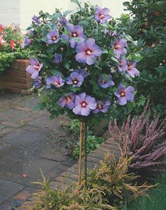 Hibiscus (BlueBard) Plant  (Pack Of 1)