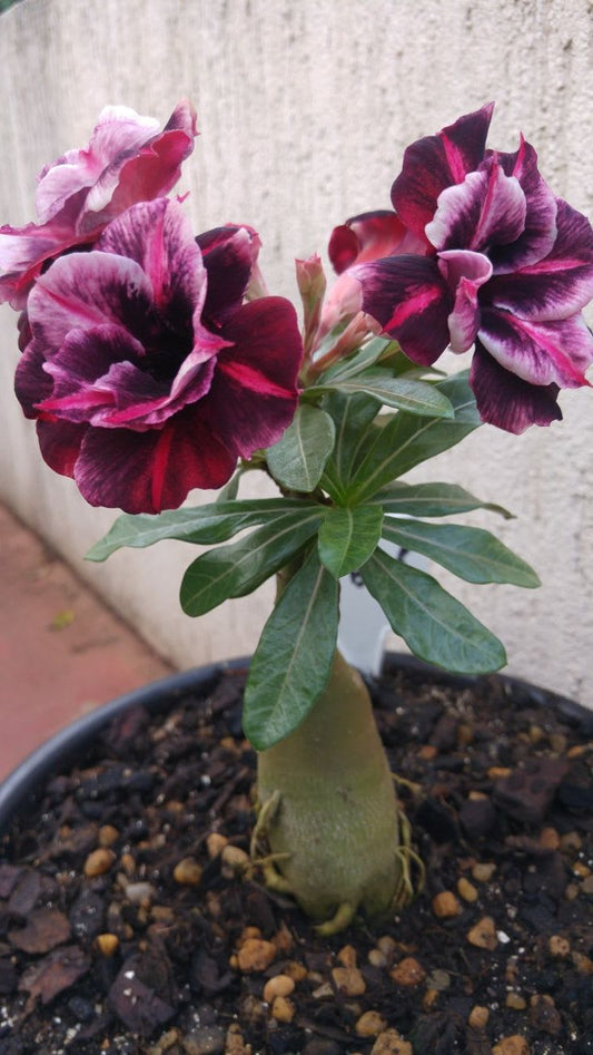 Hibrid Adenium flower Grafting Plant (Pack Of 1)