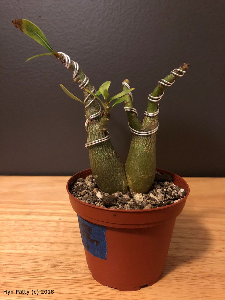 Hibrid Adenium flower Grafting Plant (Pack Of 1)