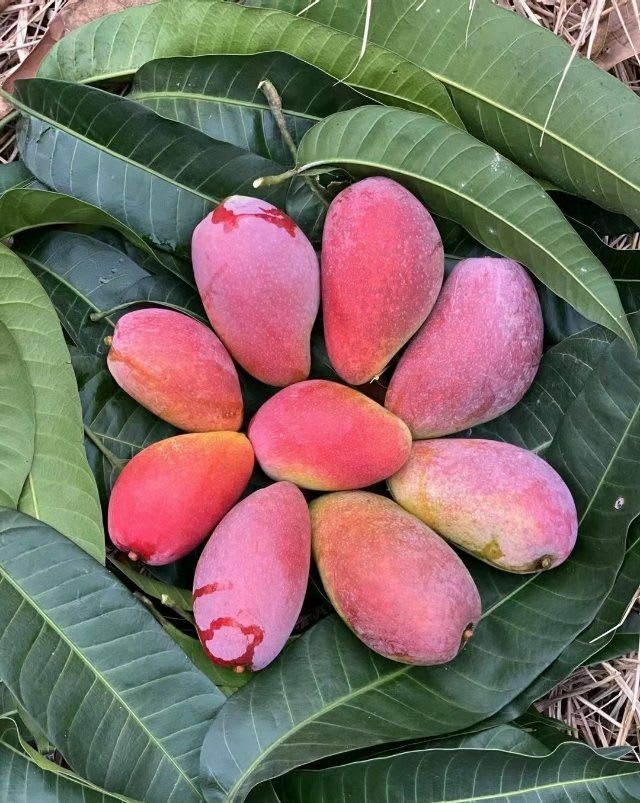 Hibrid Thai King Of Chakapat Mango Aam Grafted Fruit Live Plant (1.5-3 Feet Height) Pack Of 1
