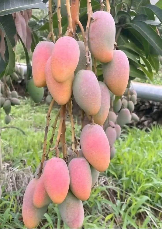Hibrid Thai King Of Chakapat Mango Aam Grafted Fruit Live Plant (1.5-3 Feet Height) Pack Of 1