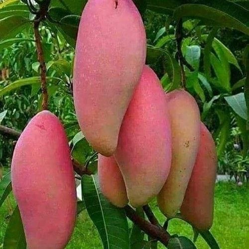 Hibrid Thai King Of Chakapat Mango Aam Grafted Fruit Live Plant (1.5-3 Feet Height) Pack Of 1