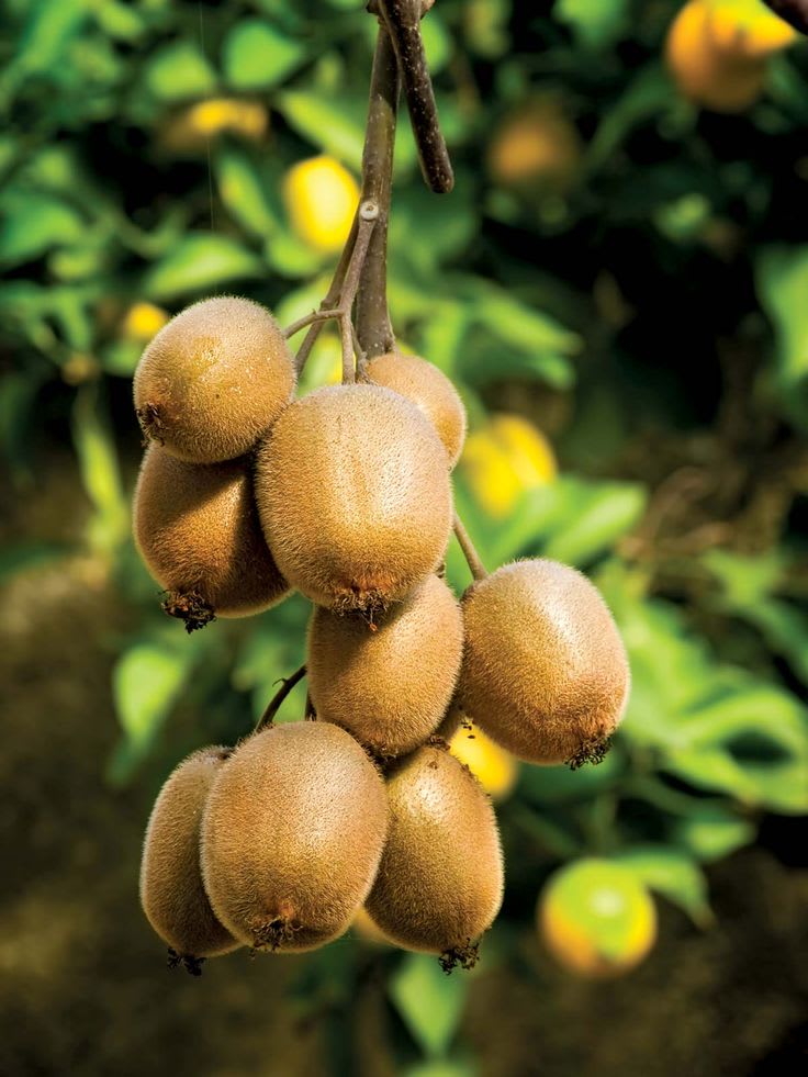 Hort16A (Zespri Gold) kiwi plant (Pack Of 1)