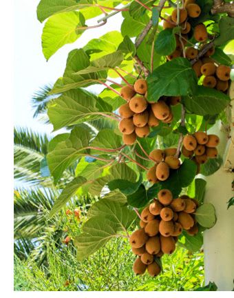 Hort16A (Zespri Gold) kiwi plant (Pack Of 1)