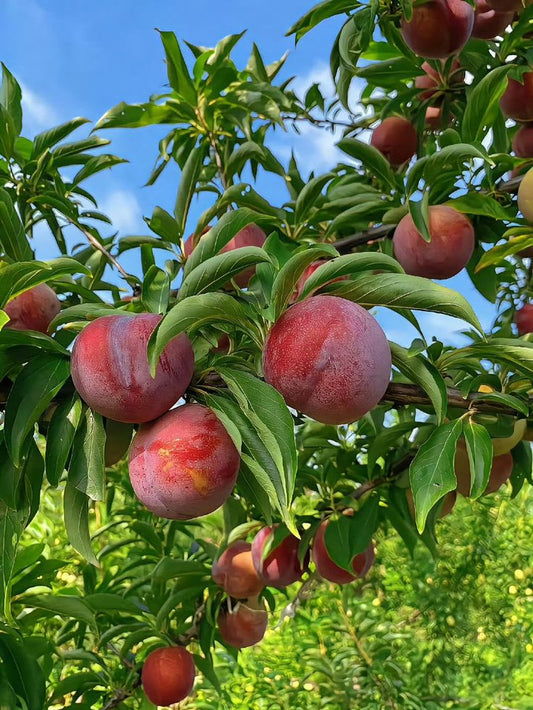 Hybrid Aalu Bukhara Fruit Grafting Plant (Pack Of 1)