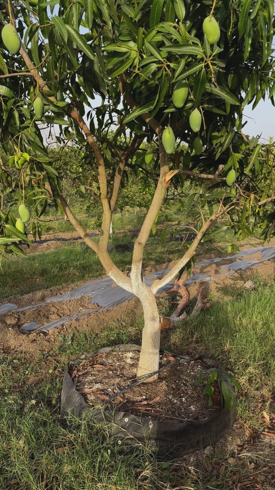 Hybrid Amrapali Mango Grafting Live Plant (1.5-3 Feet Height Pack Of 1)