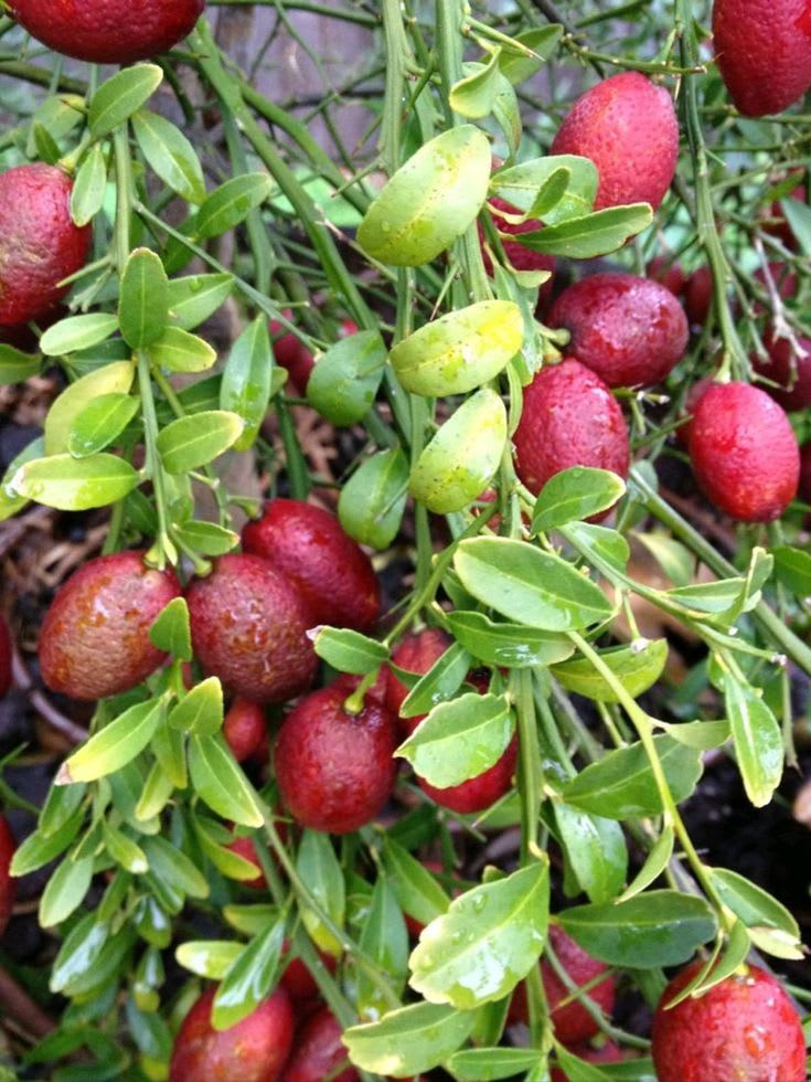 Hybrid Australian-Red-Lime Grafted Plant 🍋🍋🍋 (Pack Of 1)