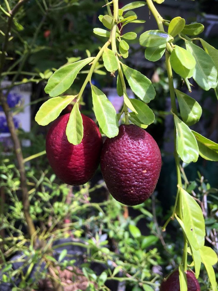 Hybrid Australian-Red-Lime Grafted Plant 🍋🍋🍋 (Pack Of 1)