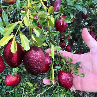 Hybrid Australian-Red-Lime Grafted Plant 🍋🍋🍋 (Pack Of 1)