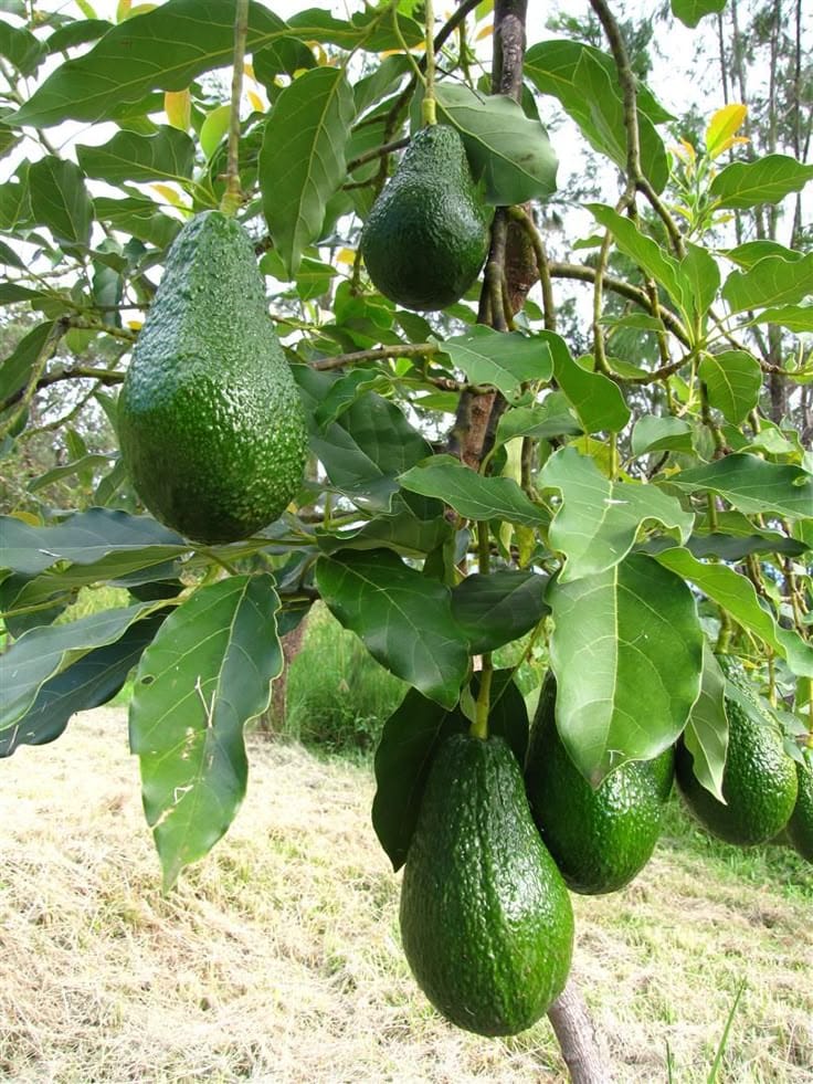Hybrid Avocado Seedling Plant (Pack Of 1)
