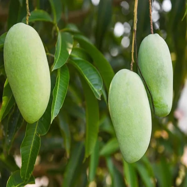 Hybrid Chausa Mango 🥭🥭🥭 Grafting Fruit Live Plant (1.5-3 Feet Height Pack Of 1)