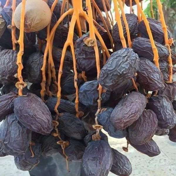 Hybrid Date Fruit Plant (1.5-3 Feet Height Pack Of 1)