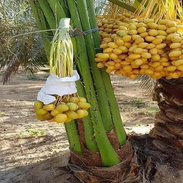 Hybrid Date Fruit Plant (1.5-3 Feet Height Pack Of 1)