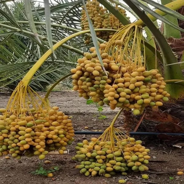 Hybrid Date Fruit Plant (1.5-3 Feet Height Pack Of 1)