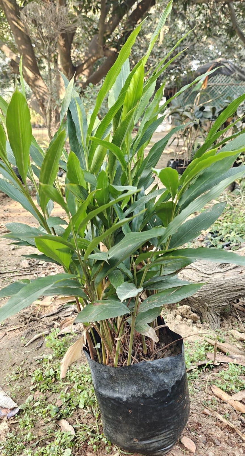Hybrid Elaichi Plant (1.5-3 Feet Height Pack Of 1)
