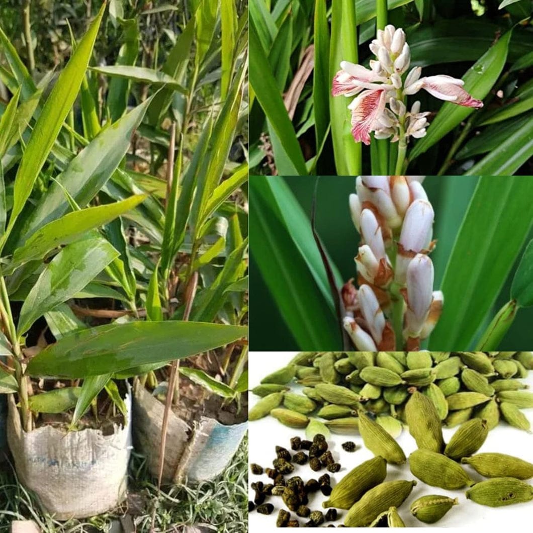 Hybrid Elaichi Plant (1.5-3 Feet Height Pack Of 1)