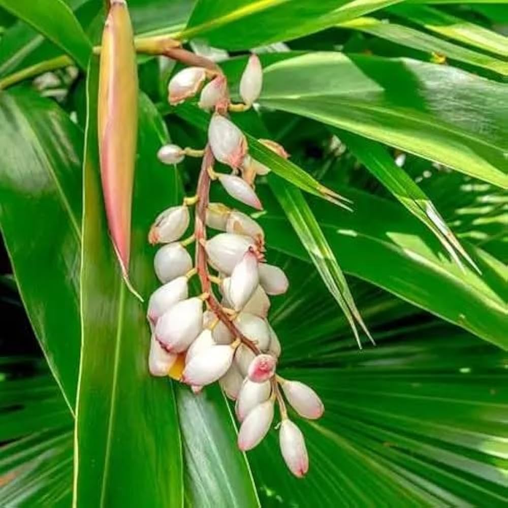 Hybrid Elaichi Plant (1.5-3 Feet Height Pack Of 1)