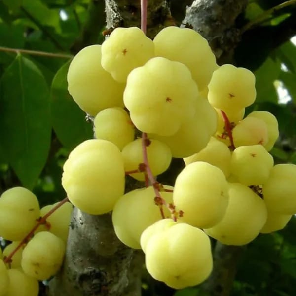 Hybrid Gooseberry Fruit Plant  (1.5-3 Feet Height Pack Of 1)