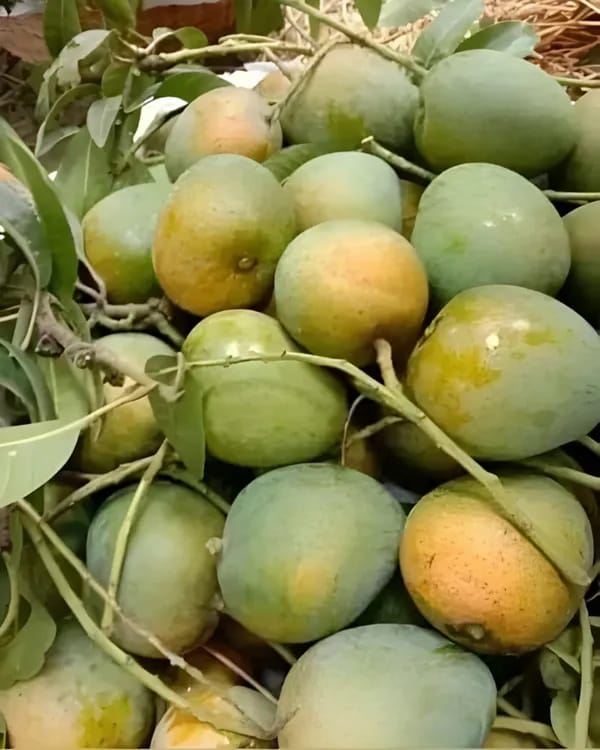 Hybrid Himsagar Mango Grafting Live Plant (1.5-3 Feet Height Pack Of 1)