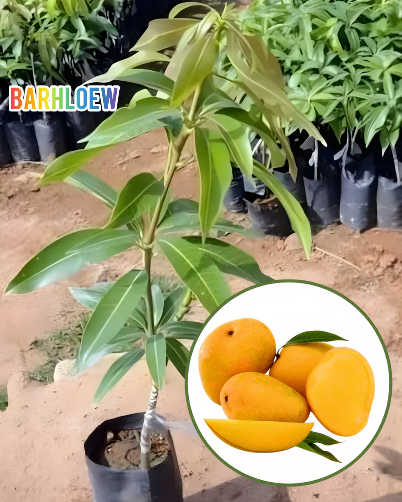 Hybrid Himsagar Mango Grafting Live Plant (1.5-3 Feet Height Pack Of 1)