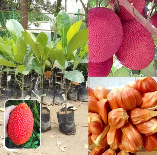 Hybrid Red Jackfruit Grafting Plant (Pack Of 1)