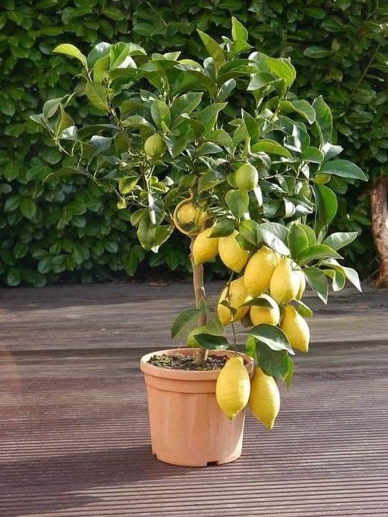 Hybrid Kolkata Lemon 🍋 Plant (Pack Of 1)