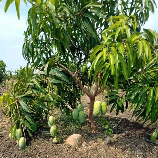Hybrid Langra Mango Grafting Fruit Live Plant (1.5-3 Feet Height Pack Of 1)
