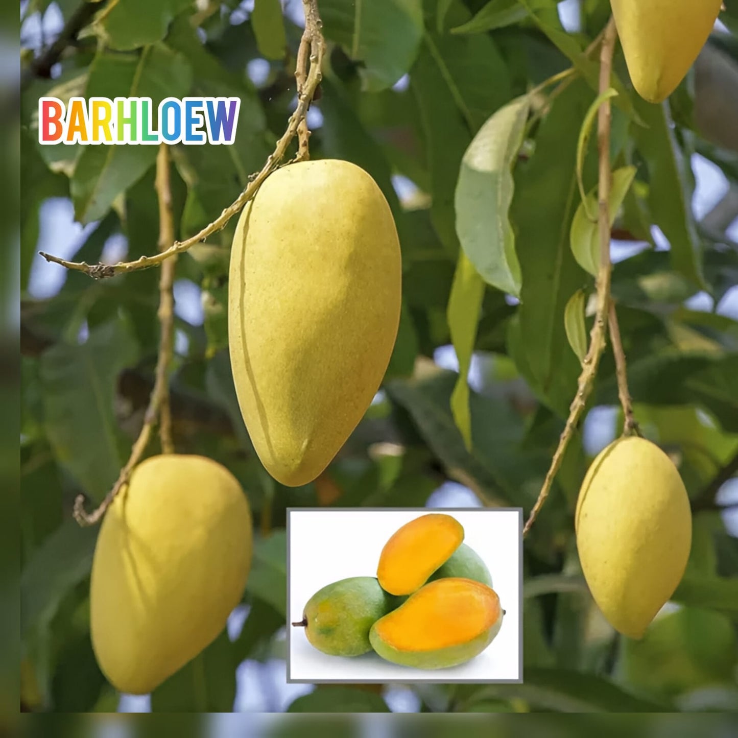 Hybrid Langra Mango Grafting Fruit Live Plant (1.5-3 Feet Height Pack Of 1)