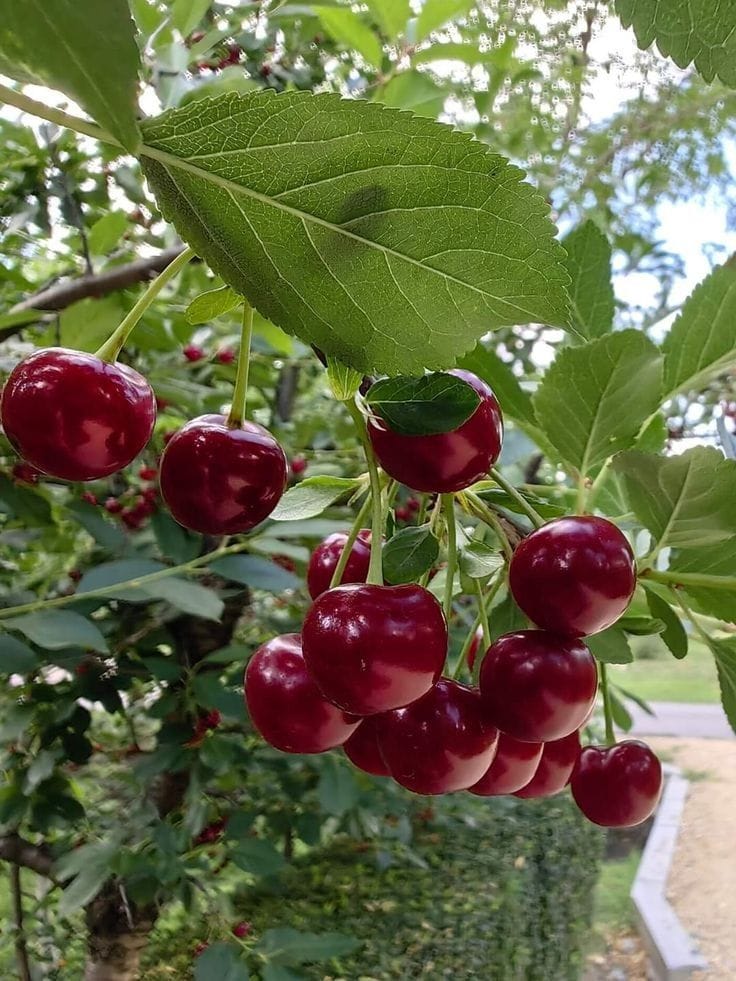 Hybrid Lapins Sweet Cherry 🍒🍒🍒 (Pack Of 1)