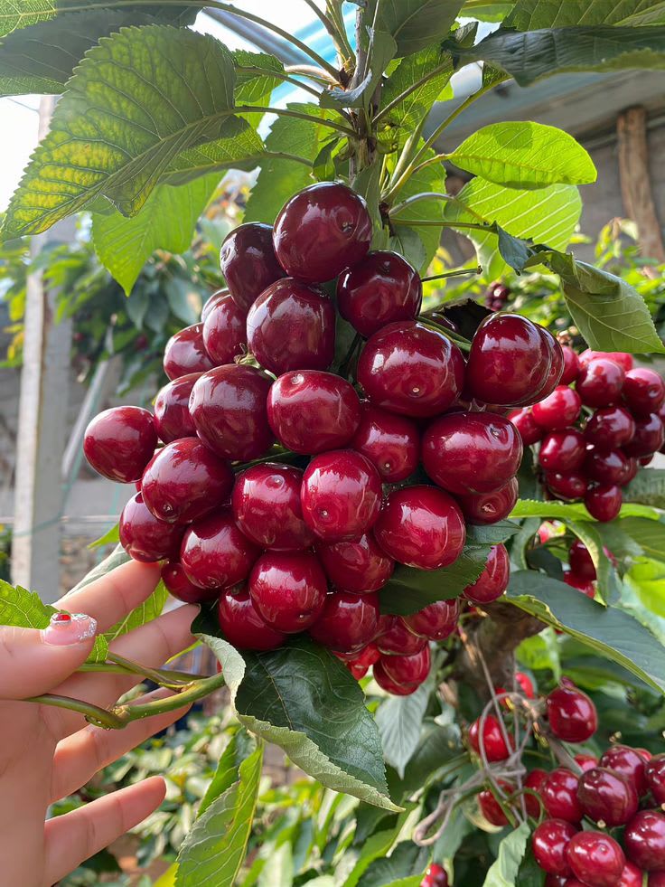 Hybrid Lapins Sweet Cherry 🍒🍒🍒 (Pack Of 1)