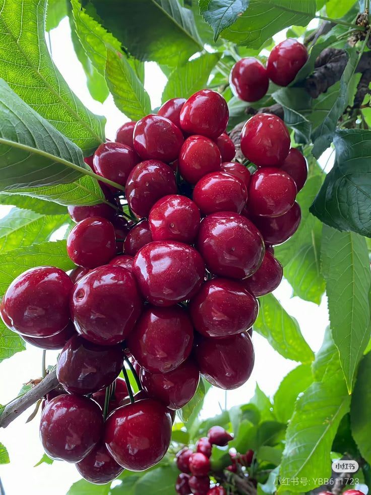Hybrid Lapins Sweet Cherry 🍒🍒🍒 (Pack Of 1)