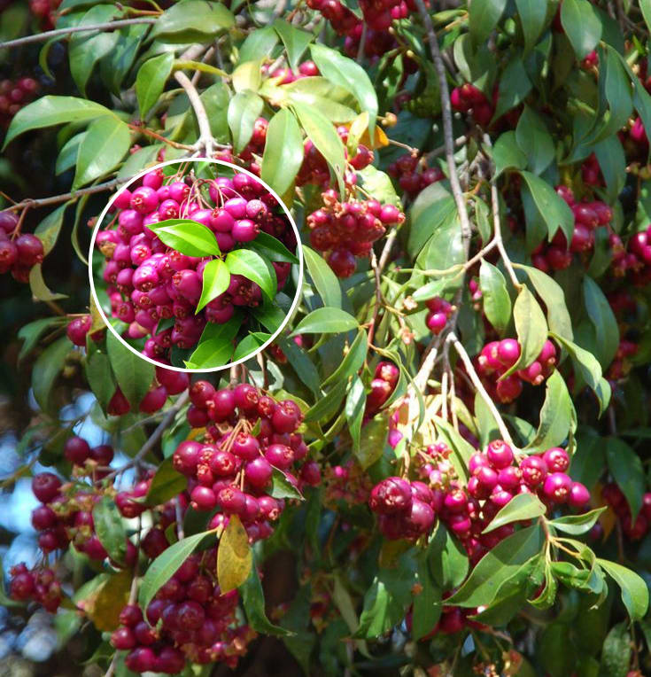 Hybrid Lilly-Pilly-Berry-Plant (Pack Of 1)