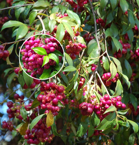 Hybrid Lilly-Pilly-Berry-Plant (Pack Of 1)