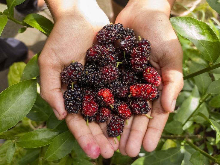 Hybrid Long Mulberry Fruit Plant (Pack Of 1)