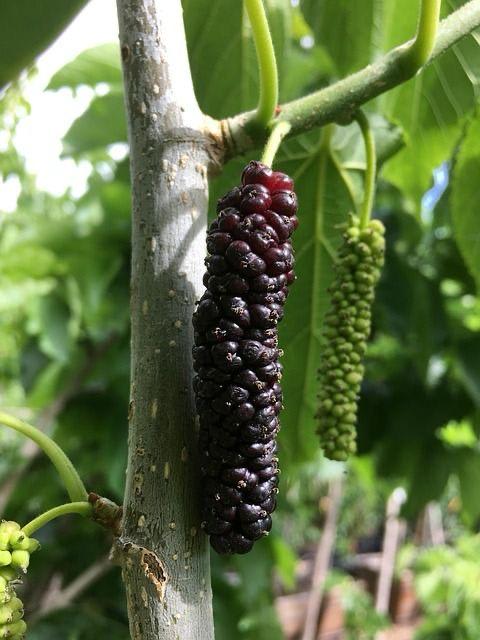 Hybrid Long Mulberry Fruit Plant (Pack Of 1)