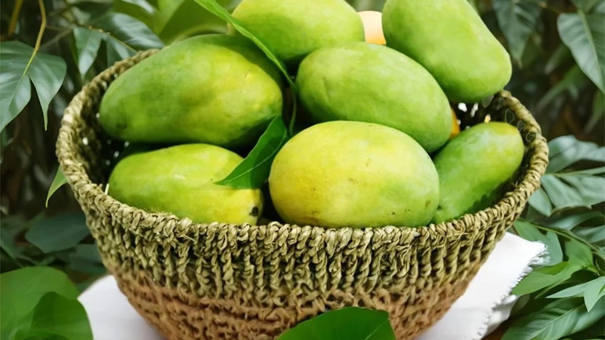 Hybrid Malda Mango 🥭🥭🥭 Grafting Fruit Live Plant (1.5-3 Feet Height Pack Of 1)