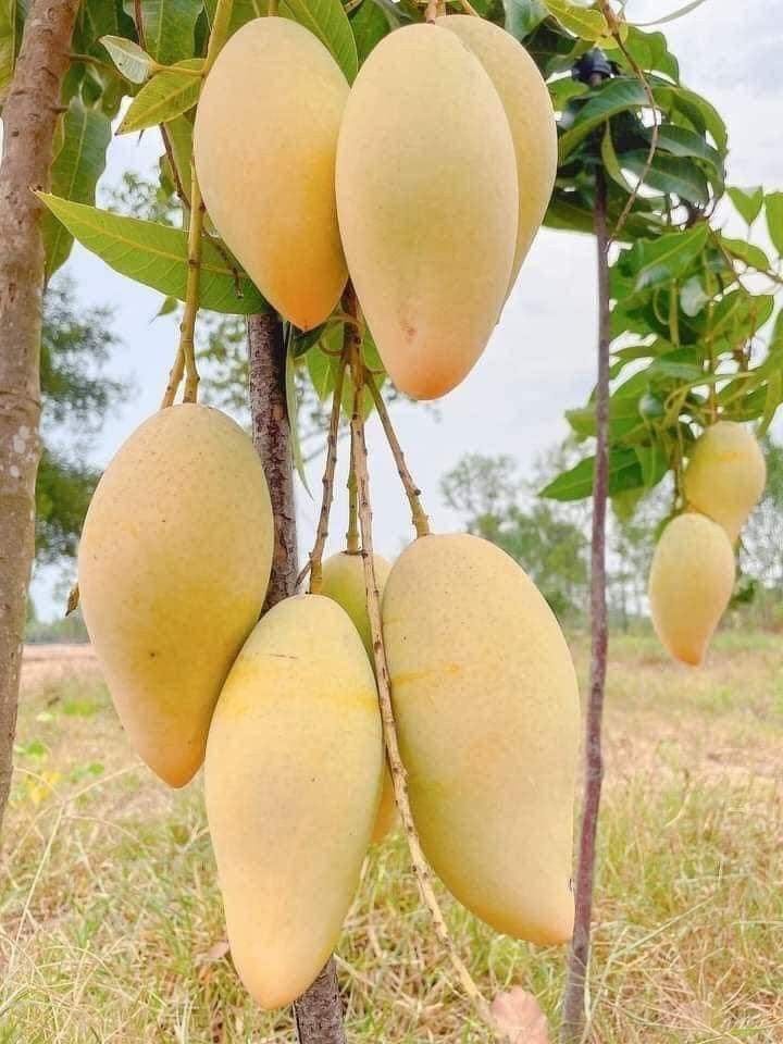 Hybrid Mallika Mango Grafting Live Plant (1.5-3 Feet Height Pack Of 1)
