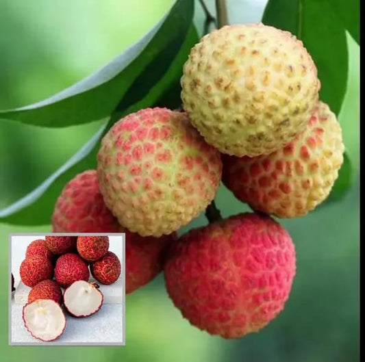 Hybrid Muzaffarpur Shahi Litchi Fruit Plant (1.5-3 Feet Height Pack Of 1)