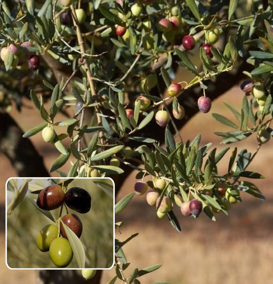 Hybrid Pizza Olive Fruit Plant  (Pack Of 1)