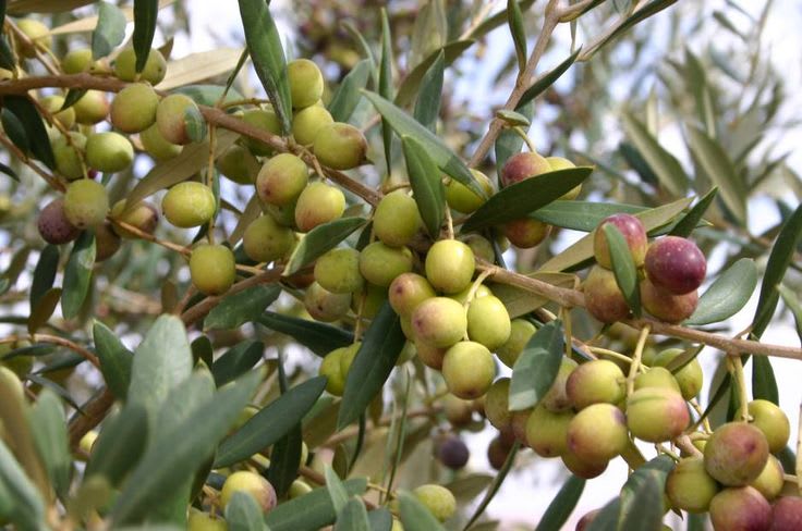 Hybrid Pizza Olive Fruit Plant  (Pack Of 1)
